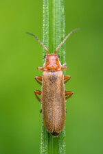Comp_2013-05-19-15.59.46 ZS DMap-4.jpg