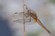_MG_5255_Feuerlibelle.jpg