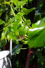 2013-05-18 10-27-48 - GEKO5097.JPG