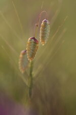 IMG_0001_17.jpg