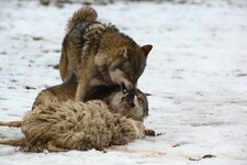 comp_IMG_1692.jpg