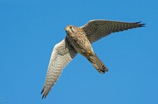 comp_DSC_0563.jpg
