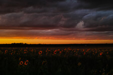 sonnenblumen-sonnenuntergang (1 von 1).jpg