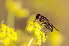 Fliege--20150728-3447.jpg