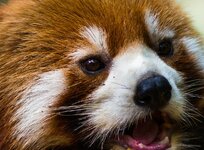 comp_comp_IMG_1547_crop.jpg