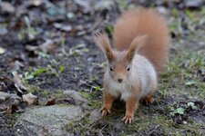comp_DSC_8781.jpg