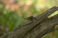 DSC08756.jpg