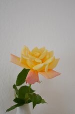 1-DSC_0457.JPG