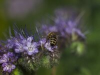 Bienenweide 2.jpg