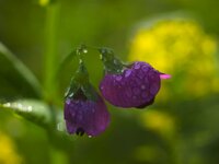 Wildblumen 55-35 offen.jpg