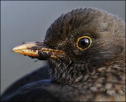 Amsel-7D2-8313.jpg