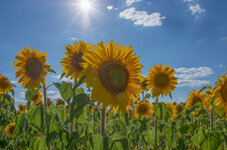 3633 Sonnenblumen.jpg