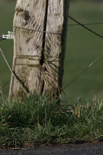 70-200 2.8 Blende 2.8 Feieinstellung _0_ crop-5000.jpg