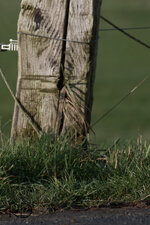 70-200 2.8 Blende 2.8 Feieinstellung +2 crop-6000.jpg