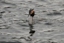 comp_1DSC_9785.jpg