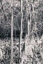 comp_1DS_9724.jpg comp_1DS_9724.jpg