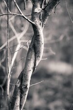 comp_1DS_9726.jpg comp_1DS_9726.jpg