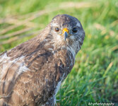 Mäusebussardportrait klein-1.jpg