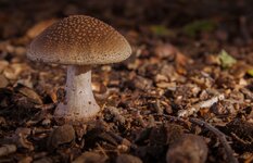 20150923-IMGP2146-2.jpg