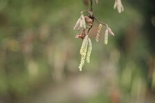 Helios 44-3_Haselnuss.JPG