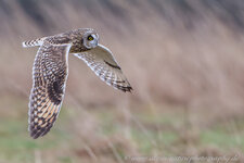 A27O2448-1.jpg
