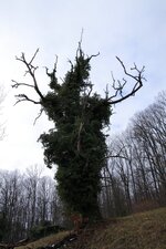 comp_Baum2.jpg