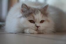 Helios44M-4_Holly.JPG