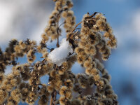 DSLR_Forum_E-M1 (3 von 8)-2.jpg