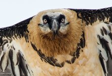 comp_DSC_1418.jpg