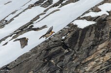 comp_DSC_1667.jpg