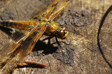 Vierfleck-Libelle auf Baumstumpf.JPG