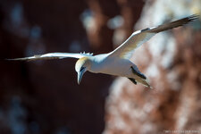 2013.05.04 - Helgoland Basstölpel _FX87199.jpg