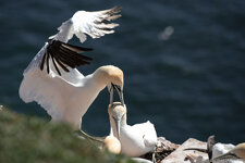 2013.05.04 - Helgoland Basstölpel _FX87279.jpg