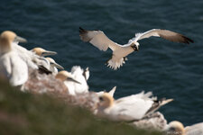 2013.05.04 - Helgoland Basstölpel _FX87304.jpg