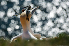 2013.05.04 - Helgoland Basstölpel _FX87338.jpg