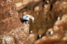 2013.05.05 - Helgoland Basstölpel _FX87593.jpg