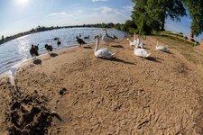 Ladenburger Strand mit Wasservögeln.jpg