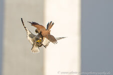A27O3512-1.jpg