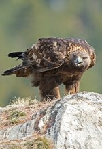comp_DSC_1133.jpg