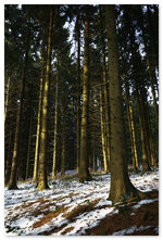 WinterWald10_2016.jpg WinterWald10_2016.jpg