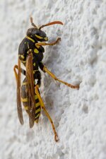 Dslr_0520.jpg