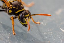 Dslr_0522.jpg