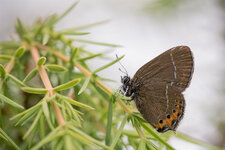 Pflaumen-Zipfelfalter (Satyrium pruni).jpg