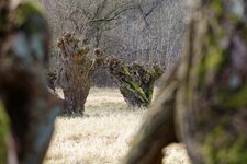 comp_5D302696.jpg comp_5D302696.jpg