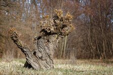 comp_5D302703.jpg comp_5D302703.jpg