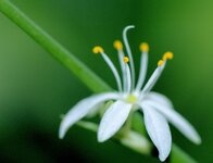 Gruenlilienbluete--20130520-2765.jpg
