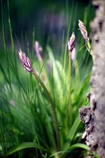 IMG_4200.jpg