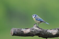 Blaumeise 12052013D.jpg