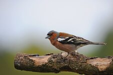 Buchfink 12052013GueA.jpg