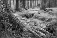 comp_1DS_0110 mc.jpg